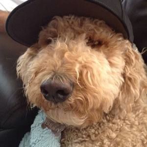 Meet your Posher, Charlie